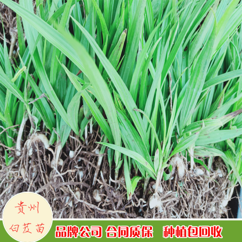 現(xiàn)在白芨小苗多少錢一株？白芨市場(chǎng)行情怎么樣？