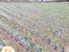 白芨苗 四川達(dá)州市白芨苗價格多少錢？圖1