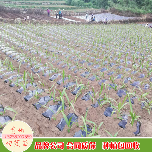 白芨苗 四川達(dá)州市白芨苗價(jià)格多少錢？