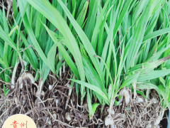 白芨苗 四川達(dá)州市白芨苗價格多少錢？圖3