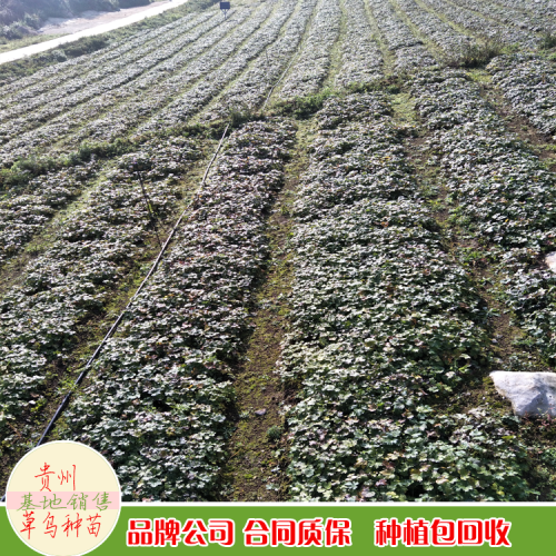 草烏是是什么？苗哪里有銷售 價(jià)格是多少？