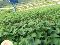 黃草烏的育苗方法有哪些?圖1