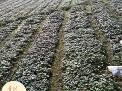 草烏苗多少錢一棵?草烏苗在哪里買?草烏苗價格和草烏苗供應商圖3