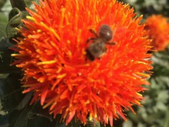 金銀花苗有紅花嗎	？金銀花苗挑那樣圖3