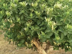 云南金銀花苗子多少錢(qián)一棵？圖3