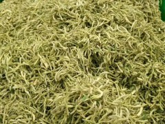 魯豐一號金銀花苗圖1
