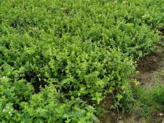 金銀花種苗、風(fēng)干金銀花圖1