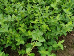 金銀花種苗、風(fēng)干金銀花圖3