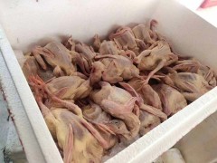 肉鴿批發(fā)市場(chǎng) 山東菏澤肉鴿多少錢一只？（附圖）圖2