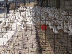 肉鴿批發(fā)市場 河南濮陽肉鴿多少錢一只？（附圖）圖2