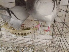 肉鴿批發(fā)市場 湖北孝感市肉鴿多少錢一只？（附圖）圖1
