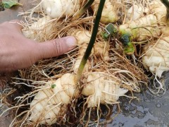 栽種1畝黃精能賺要多少錢？圖1