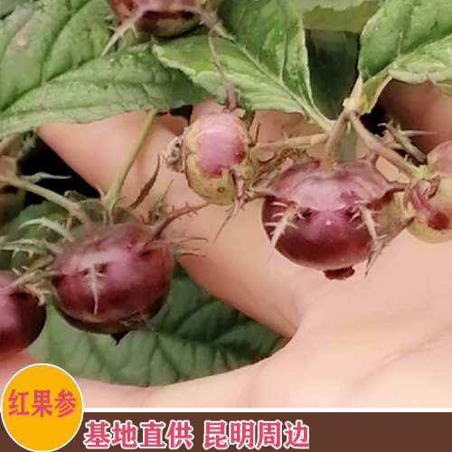 紅果參（云南）價(jià)格-紅果參營(yíng)養(yǎng)功效怎么樣 采購(gòu)紅果參聯(lián)系