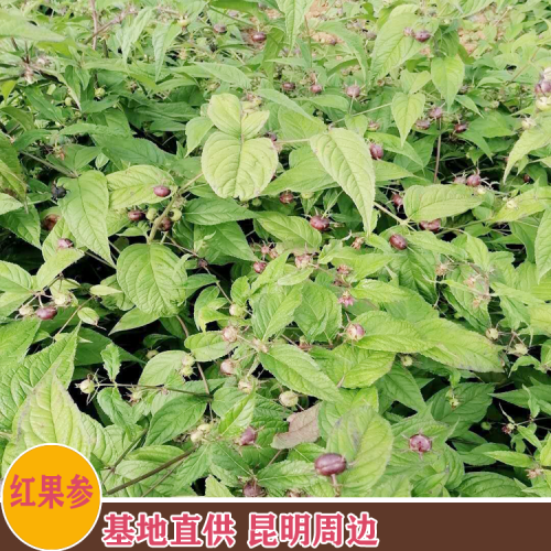 紅果參育苗技術(shù) 紅果參圖片 花紅果苗專(zhuān)賣(mài)點(diǎn)