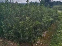玉溪突尼斯軟籽石榴如何種植_軟籽石榴苗幾年結(jié)果圖1