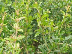 麗江軟籽石榴培育基地_軟籽石榴苗批發(fā)種植圖1