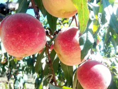 德宏哪里有冬桃銷售_冬桃豐產(chǎn)種植技術(shù)圖1