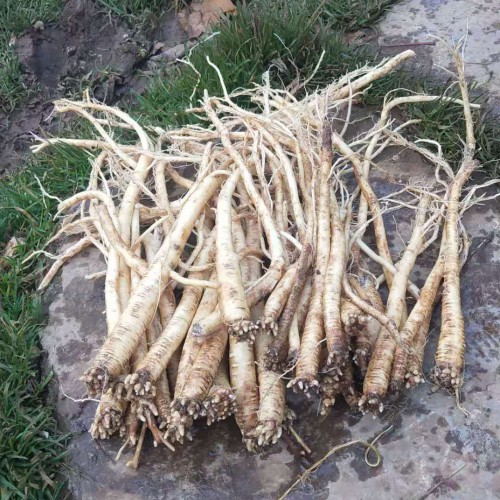 黨參種子什么時(shí)間播佳_黨參種植技術(shù)資料