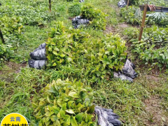 茶樹苗_云南茶樹苗對(duì)光照的要求圖1