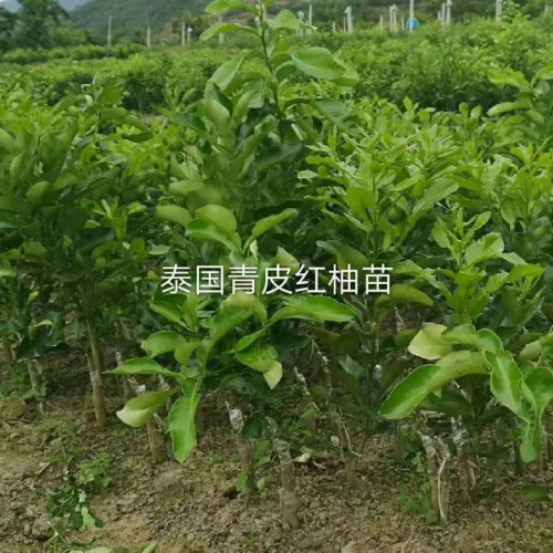 柚子苗移植的注意事項 紅葡萄柚，黃葡萄柚，三紅密柚