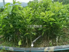 三紅蜜柚苗出售，三紅蜜柚苗價(jià)格圖1