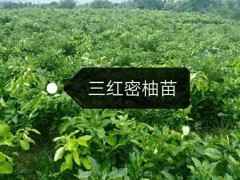 三紅蜜柚苗出售，三紅蜜柚苗價(jià)格圖2