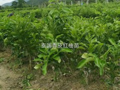三紅蜜柚苗出售，三紅蜜柚苗價(jià)格圖3