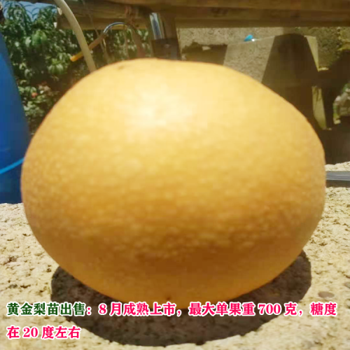 2020年黃金梨苗多少錢一斤？黃金梨苗種植前景