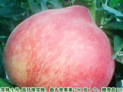 2020年蟠桃多少錢(qián)一斤？蟠桃種植前景圖3