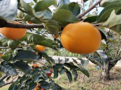 大秋甜柿苗圃 適合云南種植的大秋甜柿樹|苗木銷售供應(yīng)信息圖1
