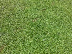 草坪種植戶_草坪批發(fā)商_草坪直銷點(diǎn)圖3