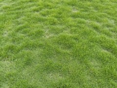 草坪種類(lèi)有哪些_草坪種植需要哪些條件？圖2