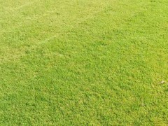 魚缸草坪如何種植_草坪批發(fā)銷售基地圖3