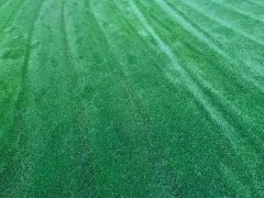 優(yōu)質(zhì)草坪種植方法_草坪供應(yīng)基地圖1