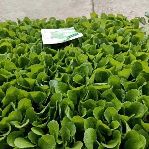 京白菜苗種子多少錢一斤？種什么品種的高產(chǎn)？