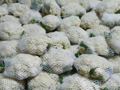松花菜供應(yīng)商_松花菜批發(fā)基地_松花菜多少錢一斤？圖2