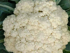 松花菜供應(yīng)商_松花菜批發(fā)基地_松花菜多少錢一斤？圖3