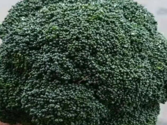 青花菜種植網(wǎng)_青花菜行情走勢
