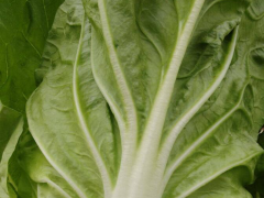 京白菜出售行情_京白菜多少錢一斤？