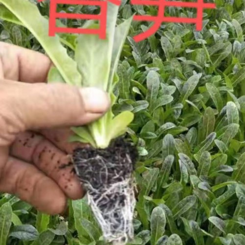 云南通?？h年年紅育苗基地15096723638/