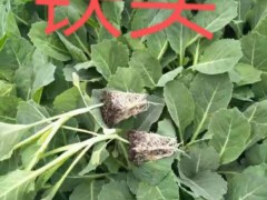 云南通?？h年年紅育苗基地15096723638/圖2