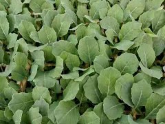青花苗，白花苗，西芹，秋綠60 主營【蔬菜種苗品種】小苗圖1