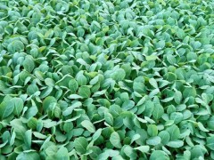 紅河萵筍苗產(chǎn)地在哪里_萵筍苗批發(fā)多少錢一斤？圖2