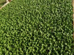 紅河萵筍苗產(chǎn)地在哪里_萵筍苗批發(fā)多少錢一斤？圖3