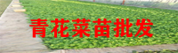 臨滄青花菜苗批發(fā)基地_青花菜苗多少錢一株？