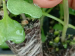 意大利.油毛菜.辣椒苗-通?？h潤豐種苗基地圖3