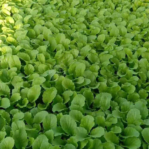 青花.白花.松花.娃娃菜育苗方法-通?？h潤豐種苗基地