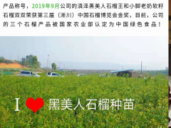 陜西臨潼、潼關(guān)  山東棗莊黑籽石榴樹苗-滇澤王黑美人石榴苗圖3
