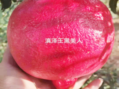 臨滄、 普洱、峨山黑籽石榴樹苗-滇澤王黑美人石榴苗圖3