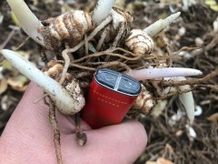 滇重樓苗價格 重樓幼苗用什么肥料好 云南藥材種植基地圖1